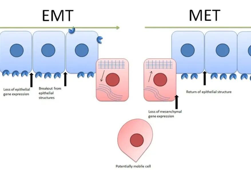 国自然常用细胞特征与检测指标汇总