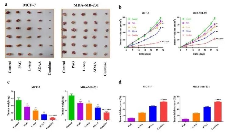 动物实验数据从“乱七八糟”到“可投稿”：皮下成瘤模型相关文章图片整理的实操级攻略