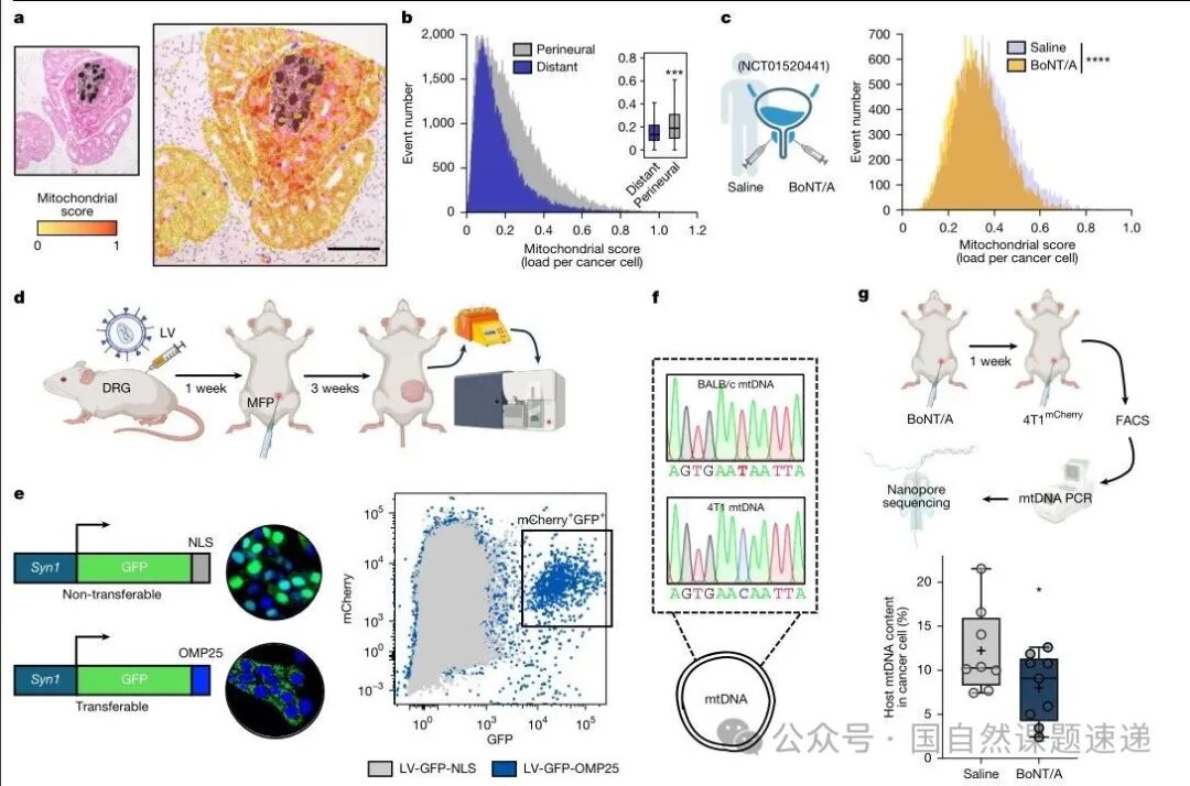 Nature发文：为什么神经越密，肿瘤越凶？