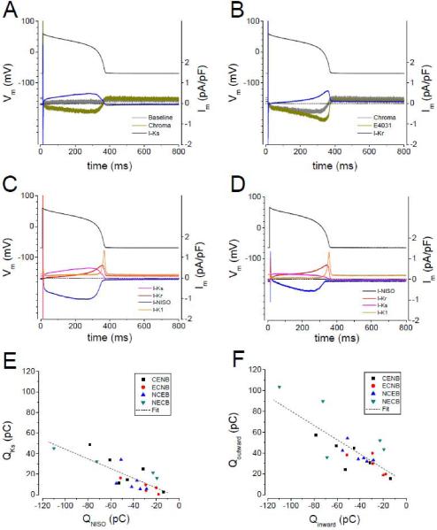 细胞水平的心律失常模型