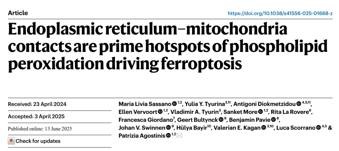 内质网–线粒体接触区是驱动铁死亡的磷脂过氧化反应热点