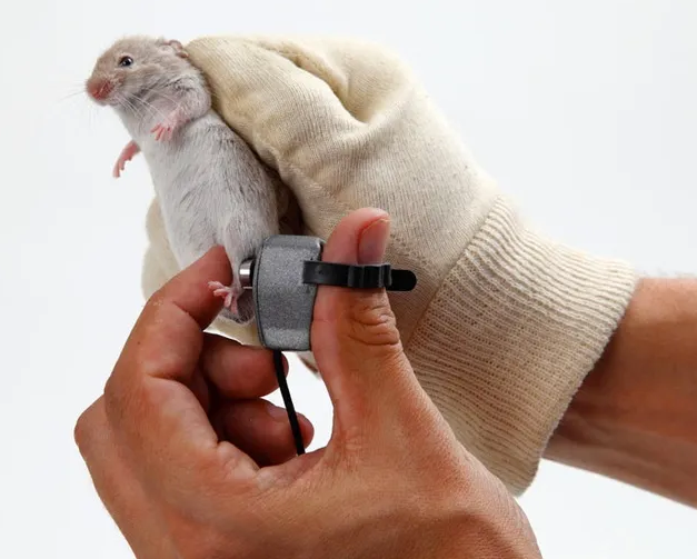 超详细实践指南，教你用文献工具“抄走”高分文章的动物实验设计