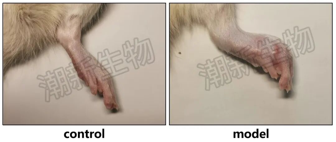 超实用！盘点各类常见免疫系统动物模型的造模方法