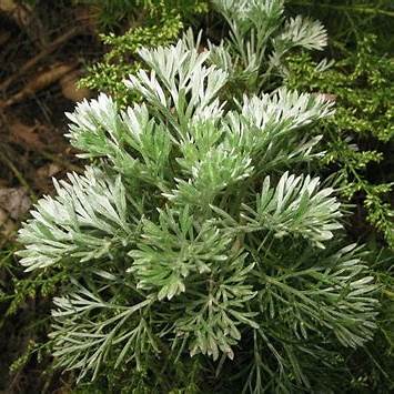 大鼠心律失常模型