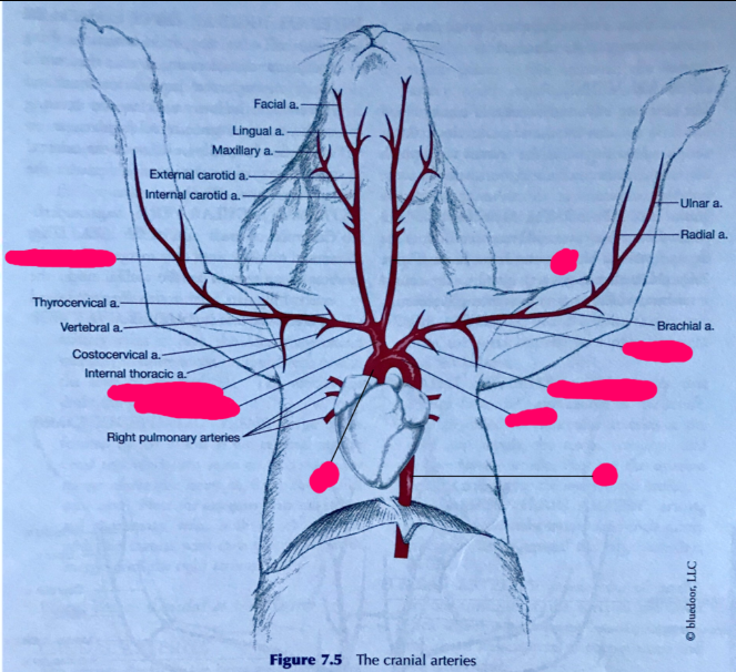 H₂O₂诱导的动脉血栓（Aortic blood clot induced by H₂O₂）