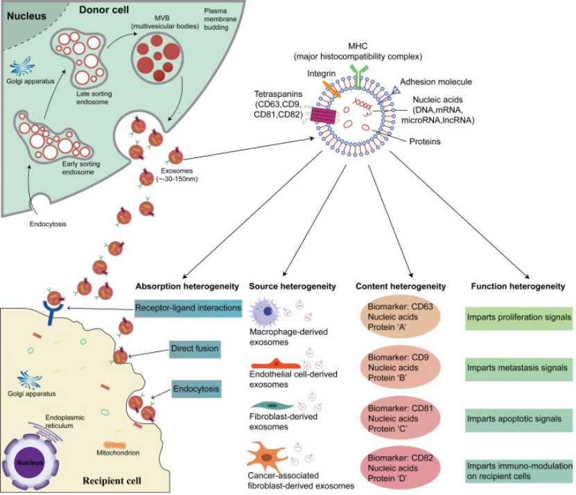 外泌体到底怎么研究？看这篇你就够了！