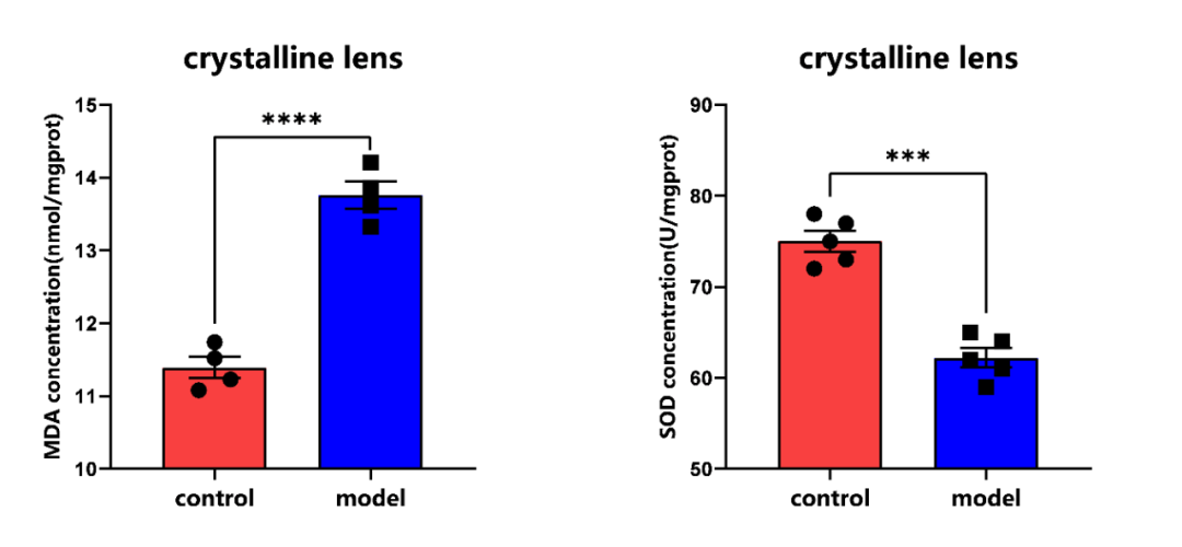 从眼科到系统衰老，这些经典动物模型，潮新生物可以做！