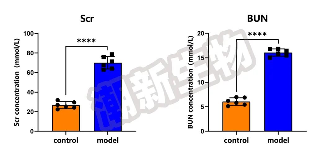 超实用！盘点各类常见泌尿系统动物模型的造模方法