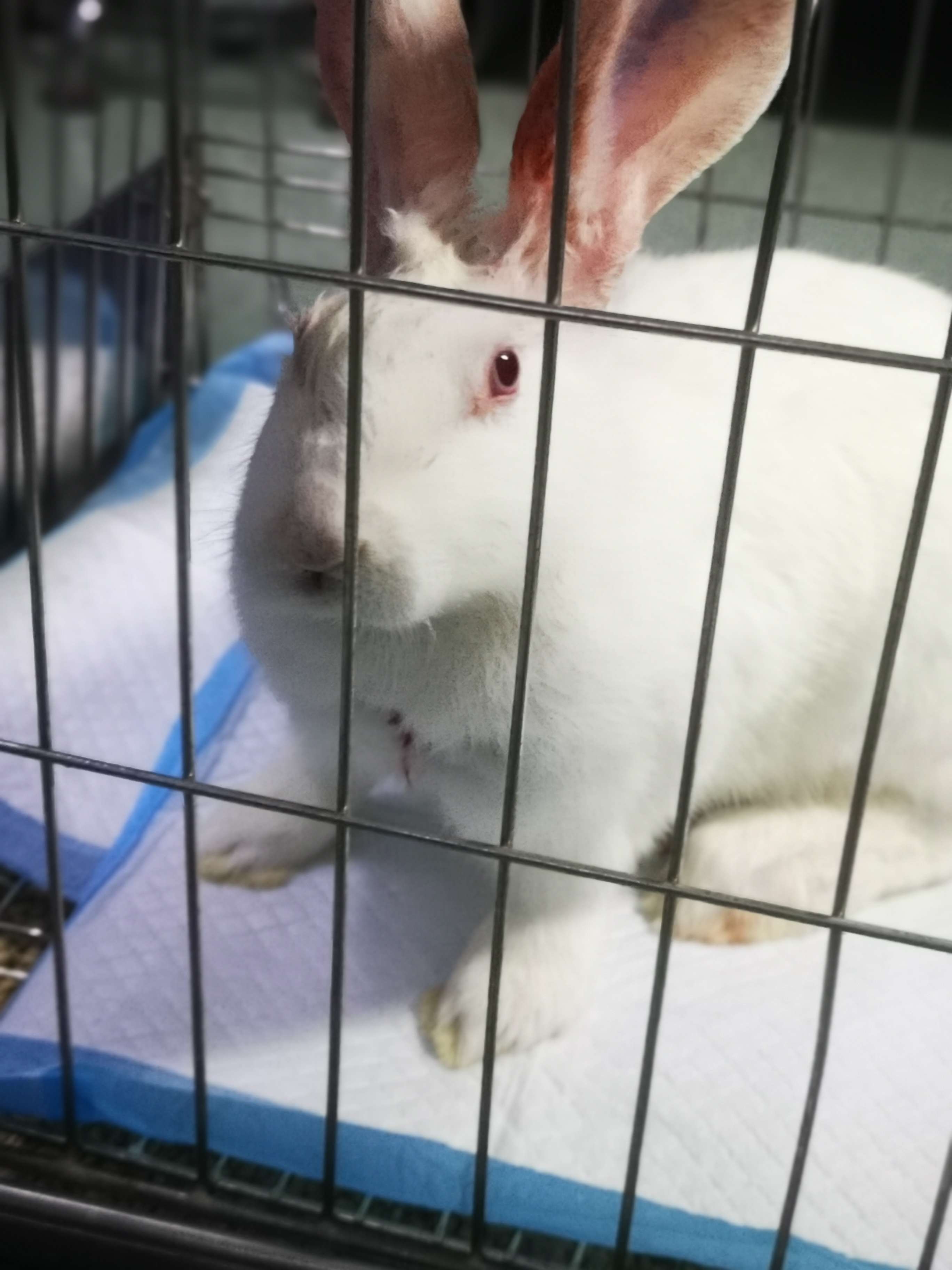 球囊损伤主动脉形成血栓(thrombus induced by damage of sacculus)