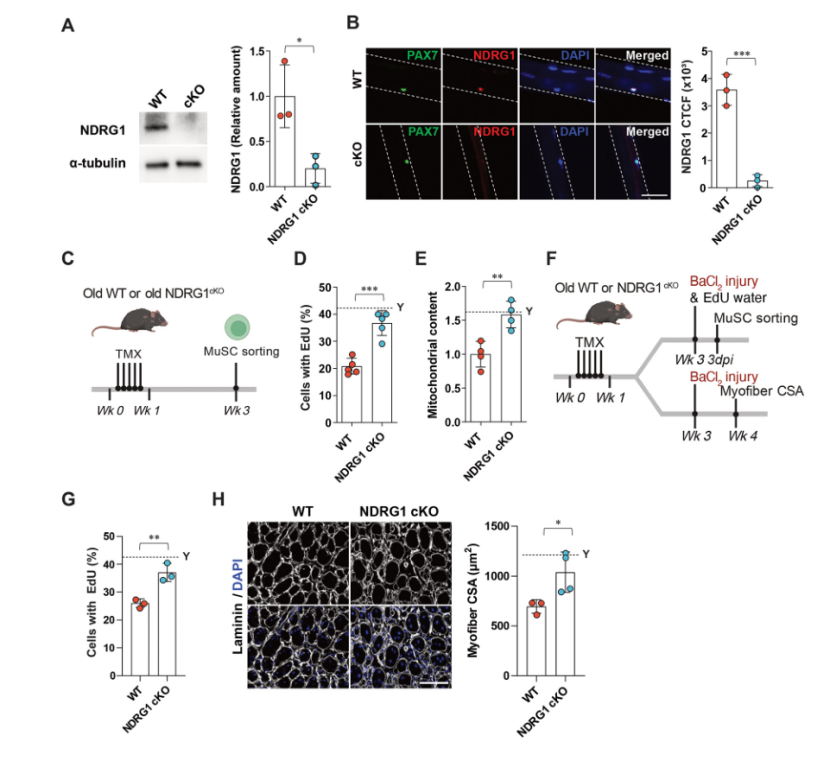 Science：发现衰老与再生的根源！
