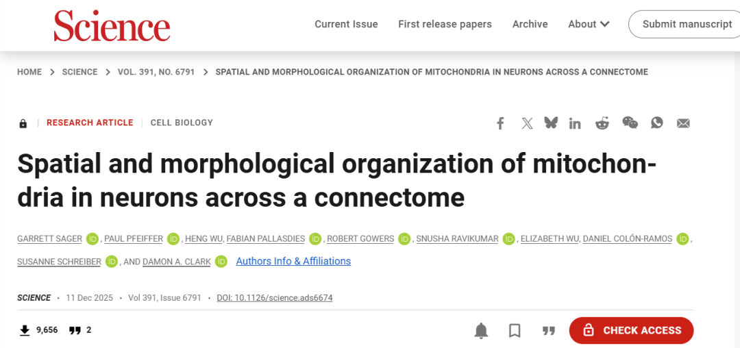 从突触到连接组：Science揭开神经元线粒体分布规律