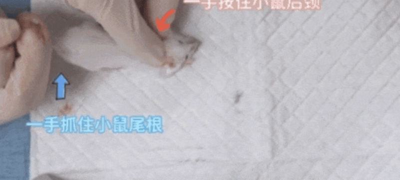 动物实验 | 处死动物的常用方法