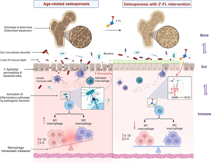 Journal of Advanced Research 研究解读：2'-岩藻糖基乳糖从肠道菌群到巨噬细胞，救回老年骨密度