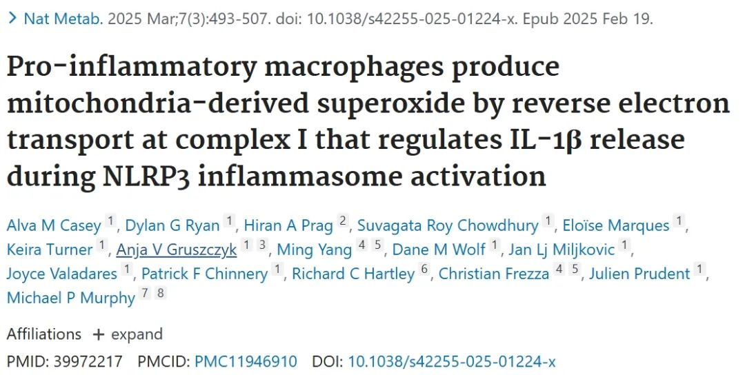 线粒体ROS如何调控IL-1β释放？Nature Metabolism揭示巨噬细胞中的关键机制！