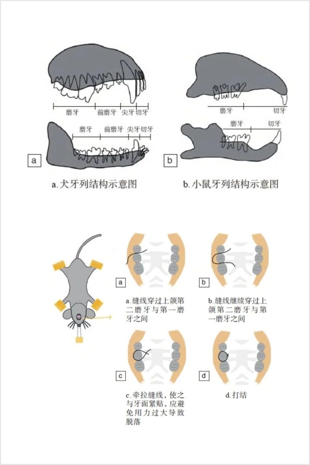 从健康到炎症，只需几步！牙周炎动物模型构建的核心技术。