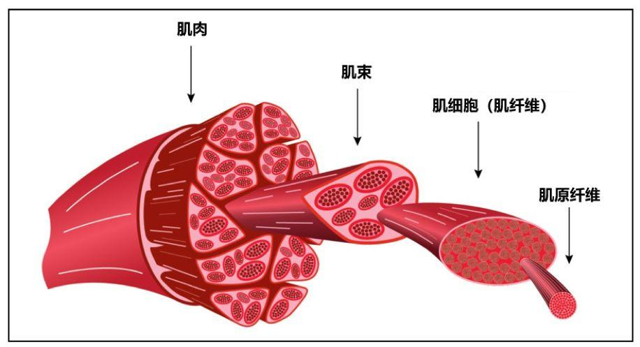 细胞实验干货：大鼠骨骼肌细胞分离与培养操作指南
