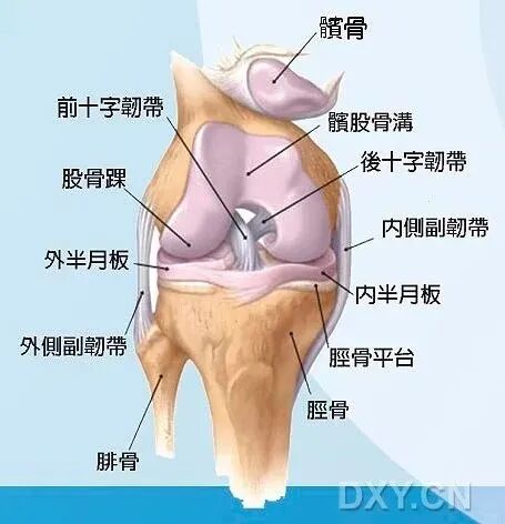 动物实验 | 大鼠骨关节炎模型