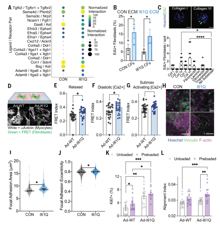 Science深度解读：急性肾损伤后，线粒体DNA埋下损伤隐患
