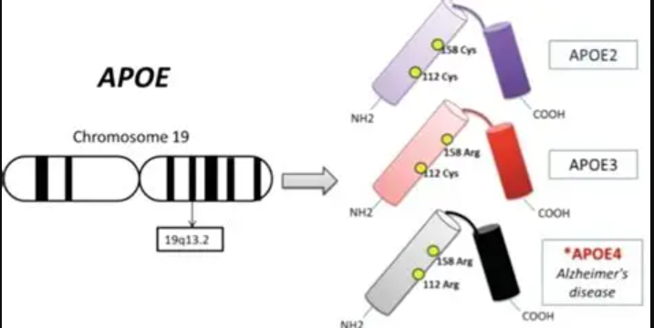 poE基因缺陷小鼠动脉粥样硬化模型：高脂血症与AS斑块研究的常用动物模型