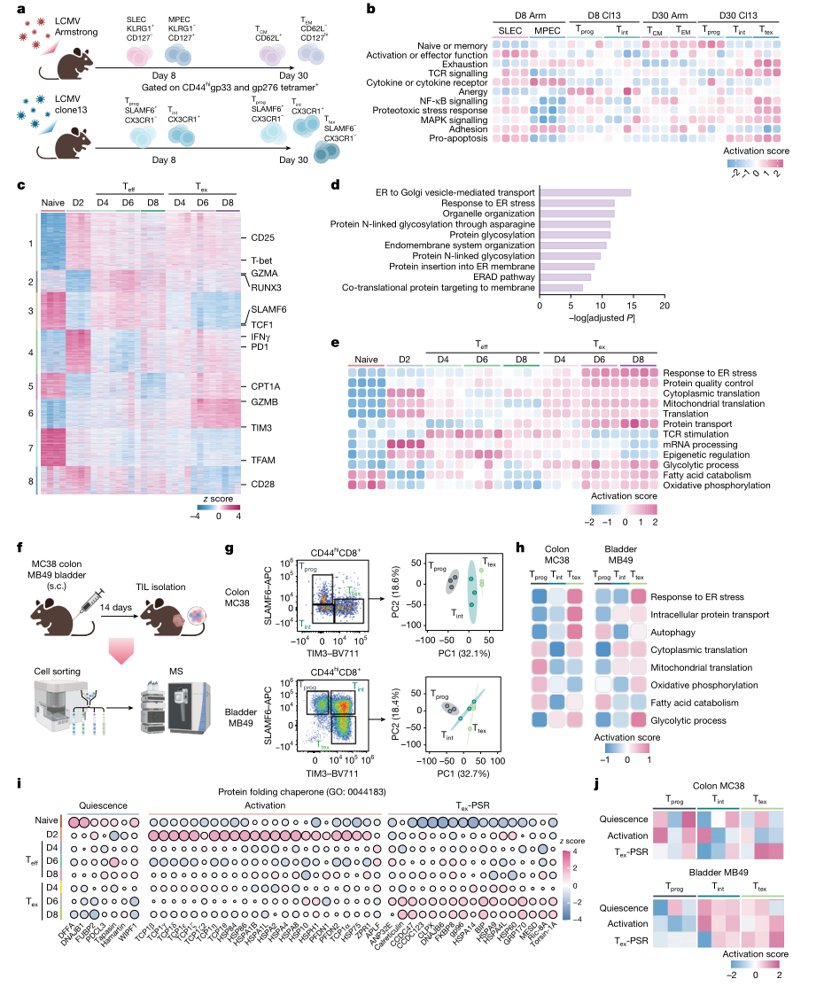 从分子机制到临床意义：Nature最新研究发现蛋白质稳态失衡导致T细胞衰竭