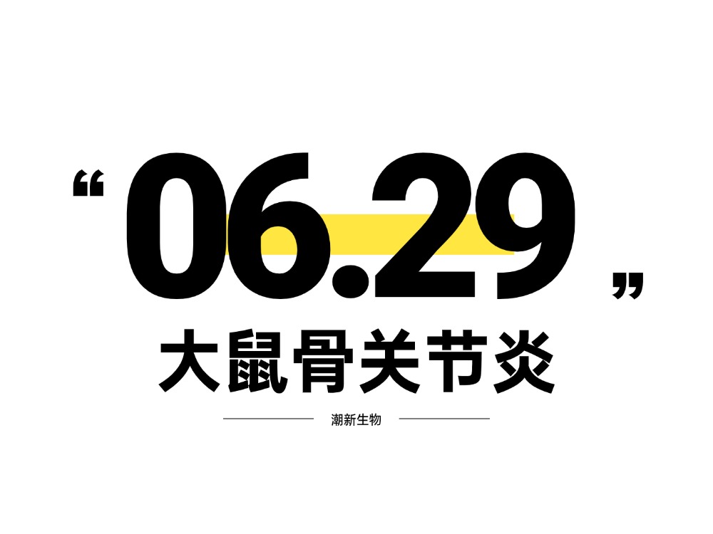 大鼠骨关节炎模型