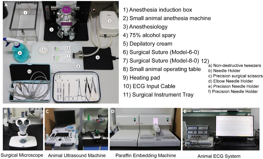 心肌缺血再灌注动物模型（MIRI）制备方法总结