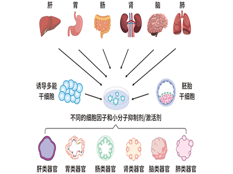 类器官研究热点解析：如何成为连接基础研究与临床转化的新平台？