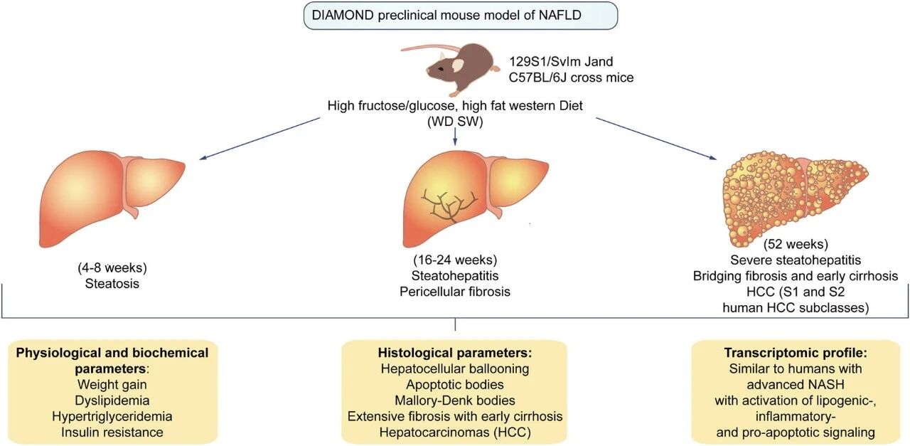 潮新动物模型-高脂饮食诱导非酒精性脂肪肝（NAFLD）