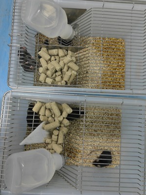 实验动物的饲养环境以及饲养密度