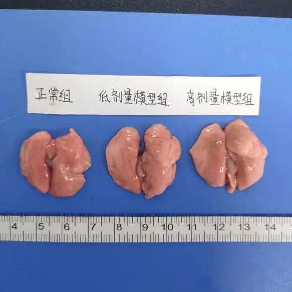 COPD动物模型构建方法