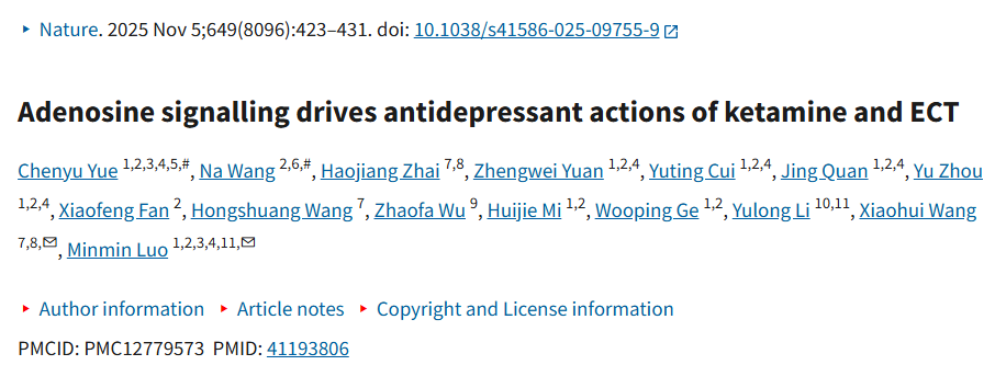 为何氯胺酮能快速治抑郁？关键是腺苷