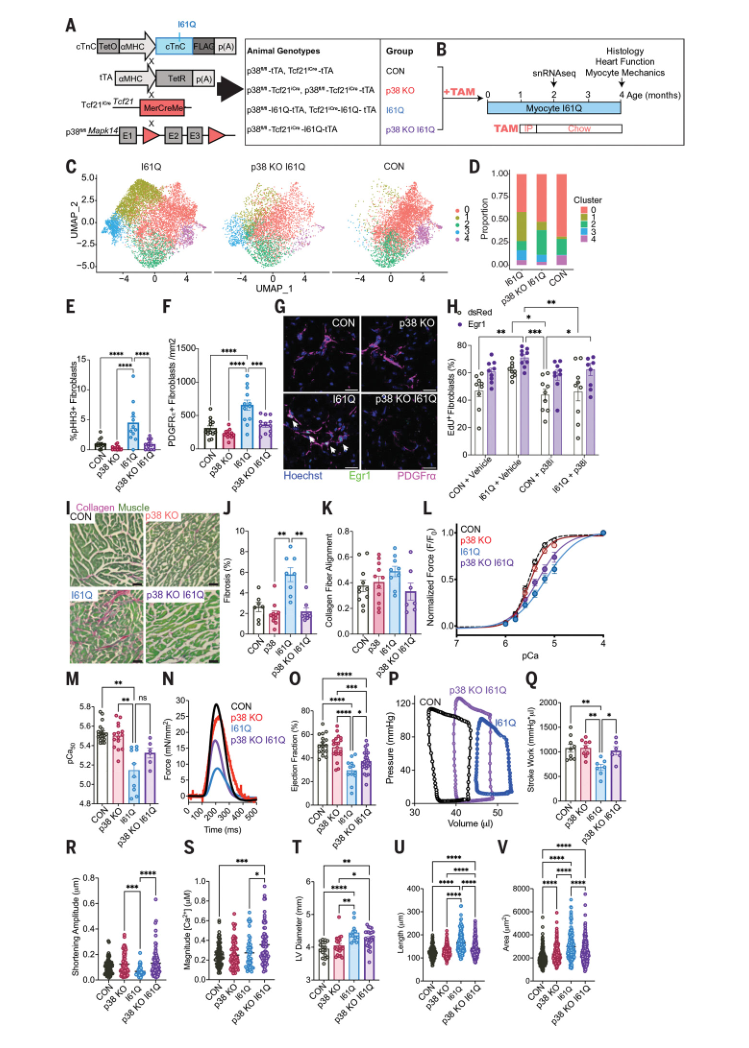 Science：重要发现！心肌收缩变弱后，成纤维细胞开始推动心脏重构